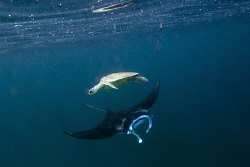 Green Turtle and Manta Ray by Erika Antoniazzo 